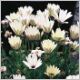 Osteospermum-Symphony-'Cream'-PW